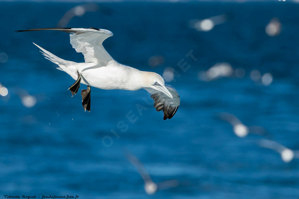 Northern Gannet