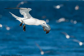 Northern Gannet