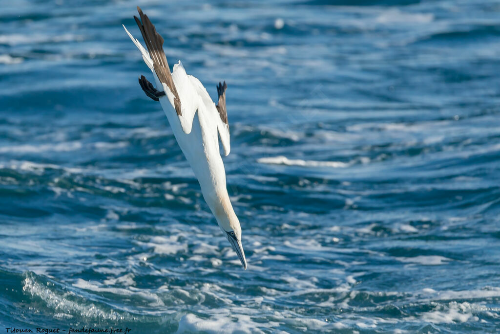 Northern Gannet