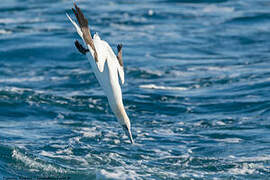 Northern Gannet