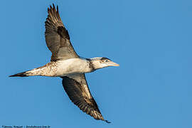 Northern Gannet