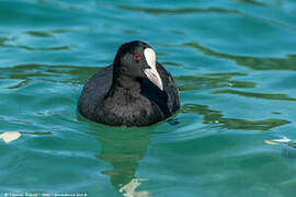 Eurasian Coot