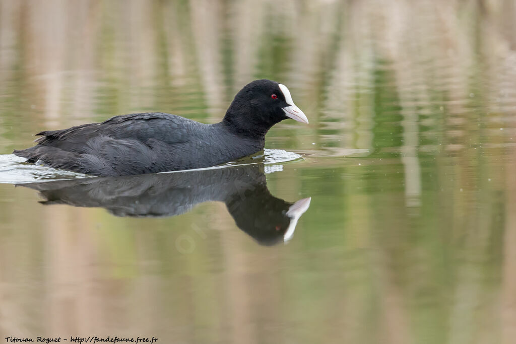 Eurasian Coot