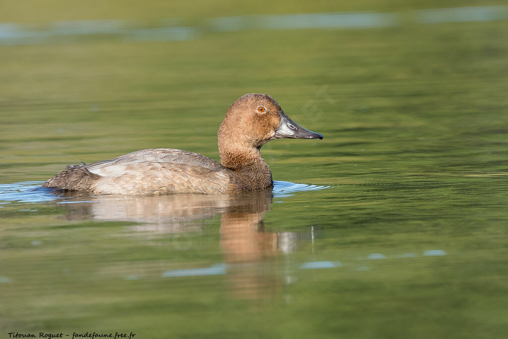 Common Pochard, identification