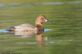 Common Pochard