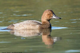 Common Pochard