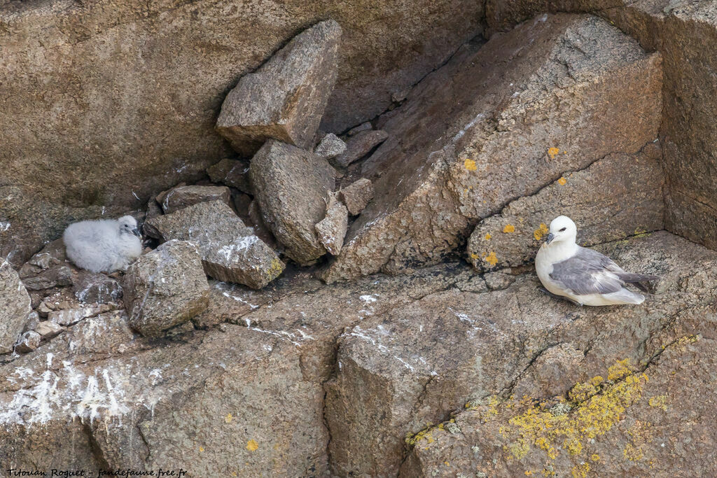 Northern Fulmar