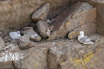 Fulmar boréal