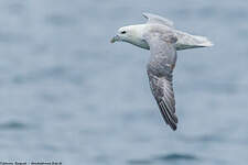 Fulmar boréal