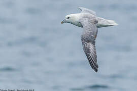 Northern Fulmar