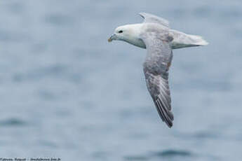 Fulmar boréal