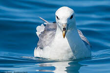 Fulmar boréal