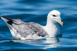 Northern Fulmar