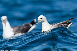 Northern Fulmar