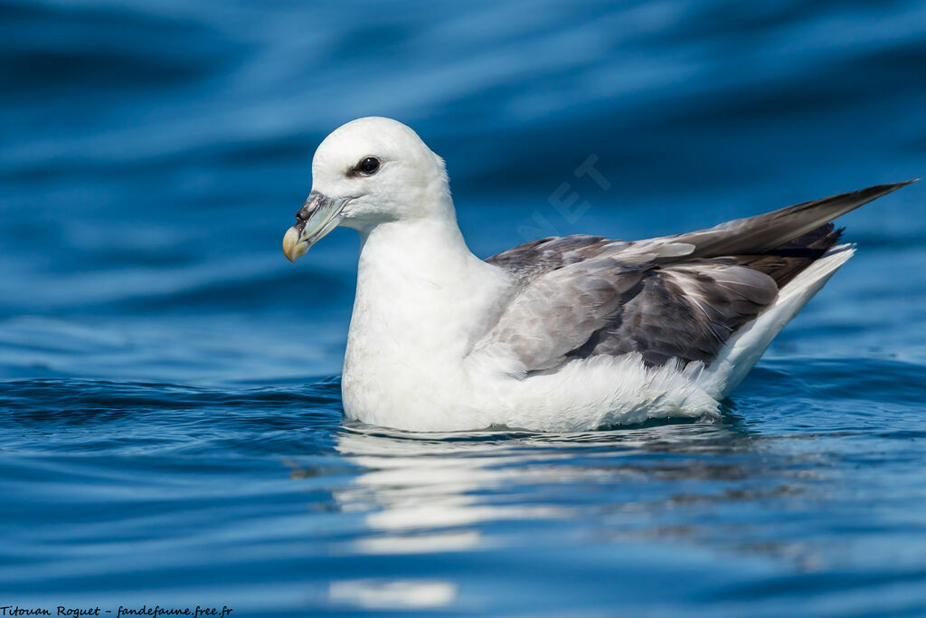 Fulmar boréal