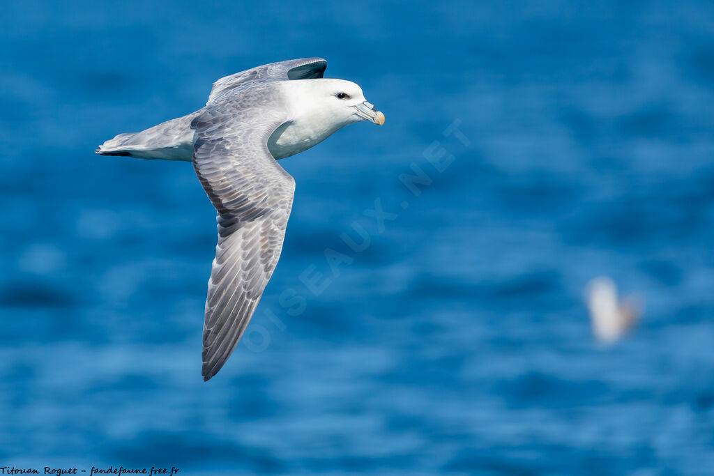 Fulmar boréal