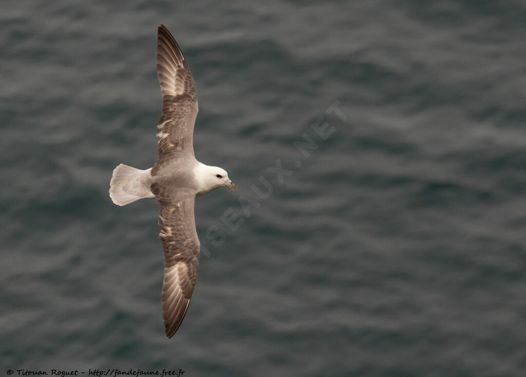 Fulmar boréal, Vol