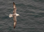 Fulmar boréal