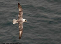 Fulmar boréal