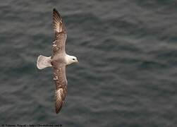 Northern Fulmar