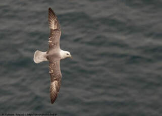 Fulmar boréal