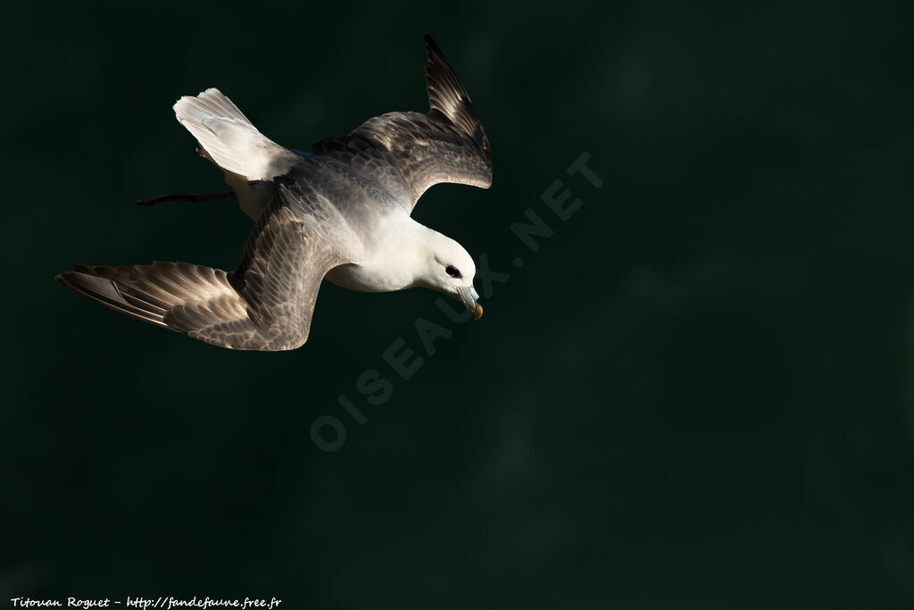 Fulmar boréal