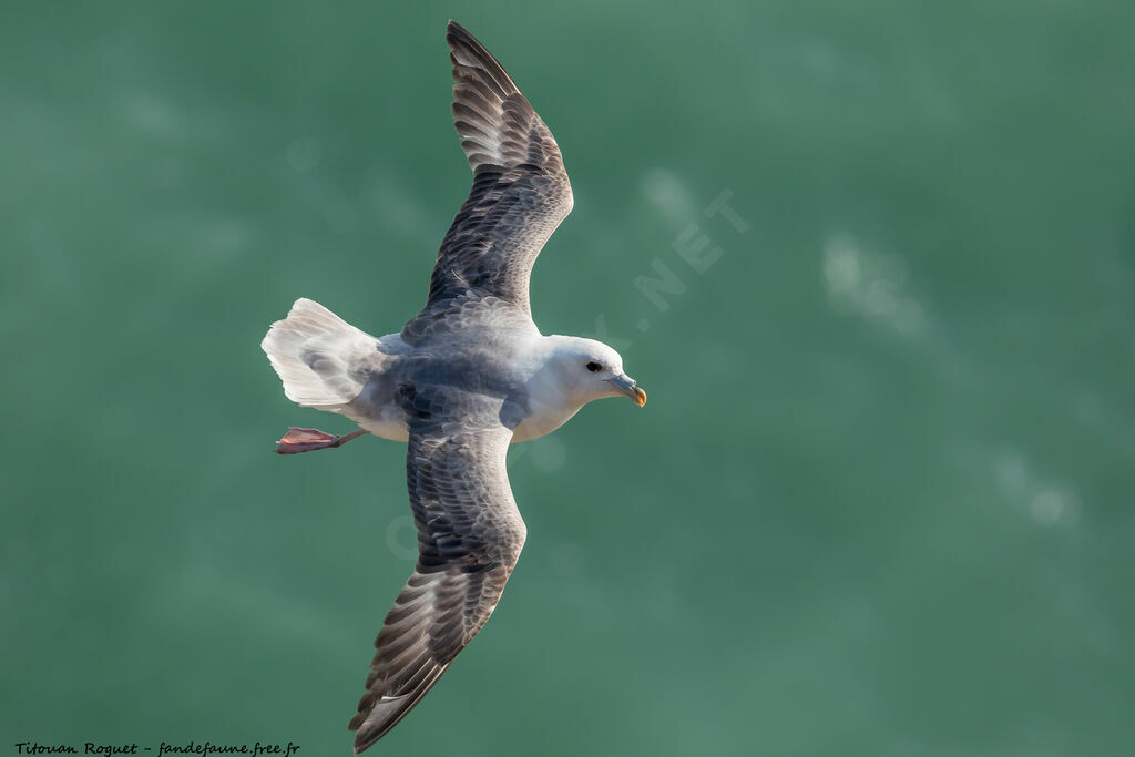 Northern Fulmar