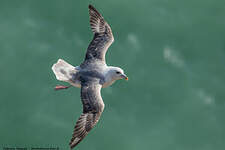 Fulmar boréal