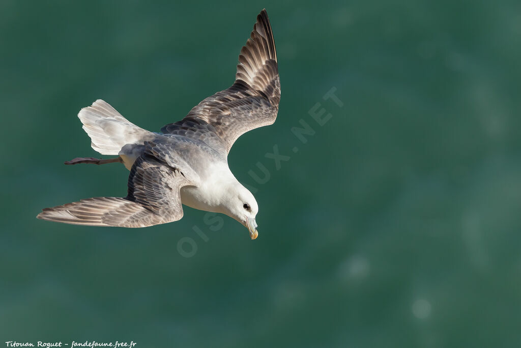 Fulmar boréal