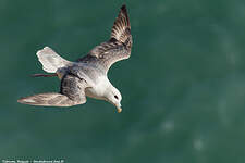 Fulmar boréal