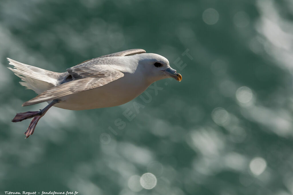 Northern Fulmar