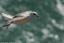 Fulmar boréal