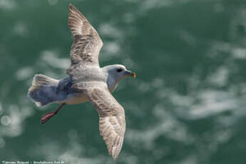 Fulmar boréal