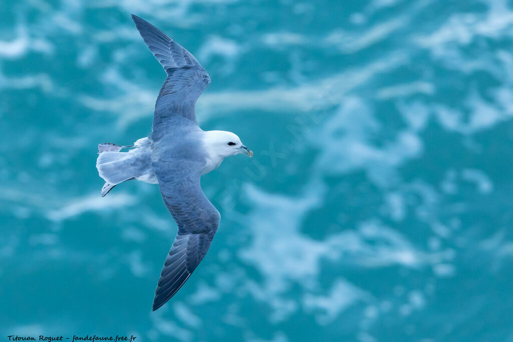 Northern Fulmar