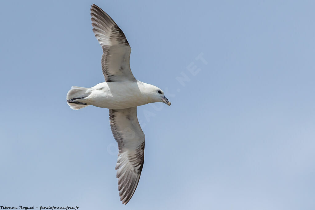 Northern Fulmar