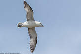 Fulmar boréal