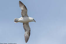 Fulmar boréal