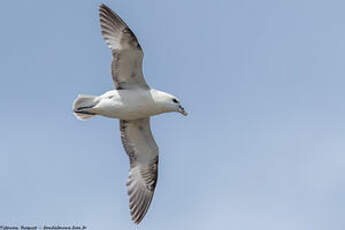 Fulmar boréal