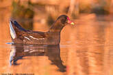 Gallinule poule-d'eau