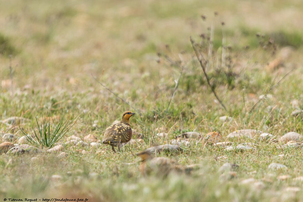 Pin-tailed Sandgrouseadult, habitat, camouflage, walking