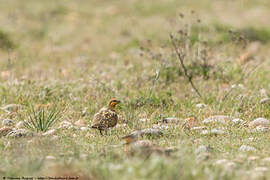 Pin-tailed Sandgrouse