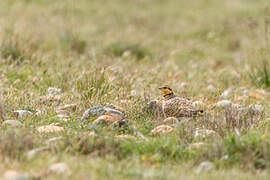 Pin-tailed Sandgrouse