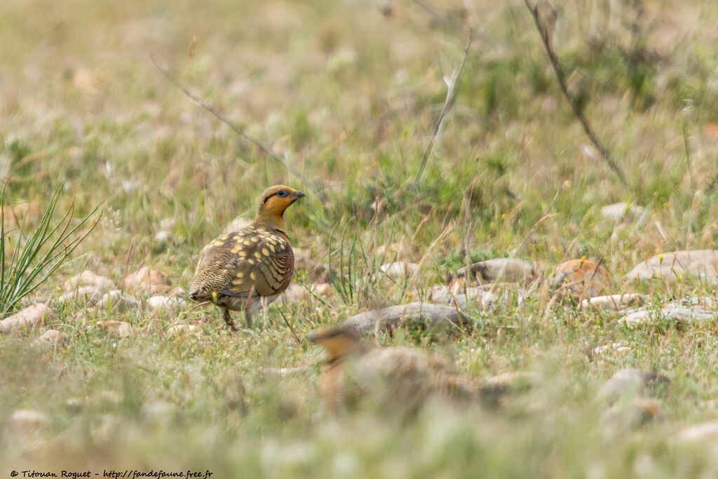 Pin-tailed Sandgrouseadult breeding, camouflage