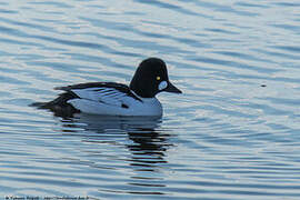 Common Goldeneye