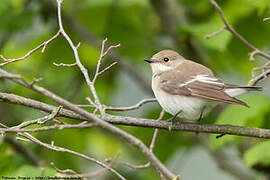 European Pied Flycatcher