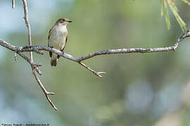 European Pied Flycatcher