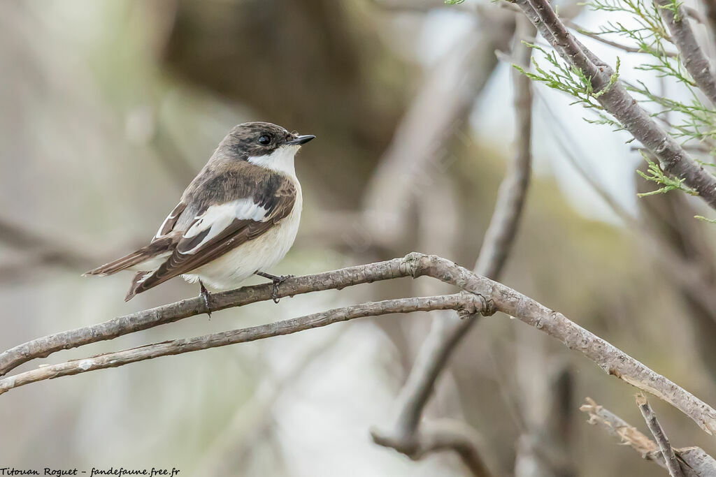 European Pied Flycatcher