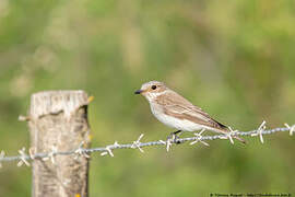 Mediterranean Flycatcher