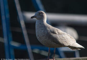 Goéland à ailes blanches