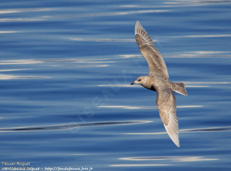 Iceland GullSecond year, Flight